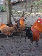 Goudpel Hollandse hoenders, Dieren en Toebehoren, Pluimvee, Vrouwelijk, Kip