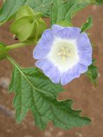 Zaden Nicandra physalodes (zegekruid), Ophalen of Verzenden, Zaad