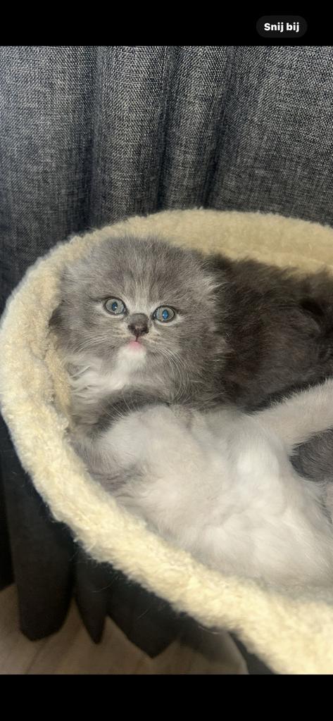 5 kittens, Dieren en Toebehoren, Katten en Kittens | Raskatten | Korthaar, Meerdere dieren, 0 tot 2 jaar, Gechipt, Ontwormd, Ingeënt