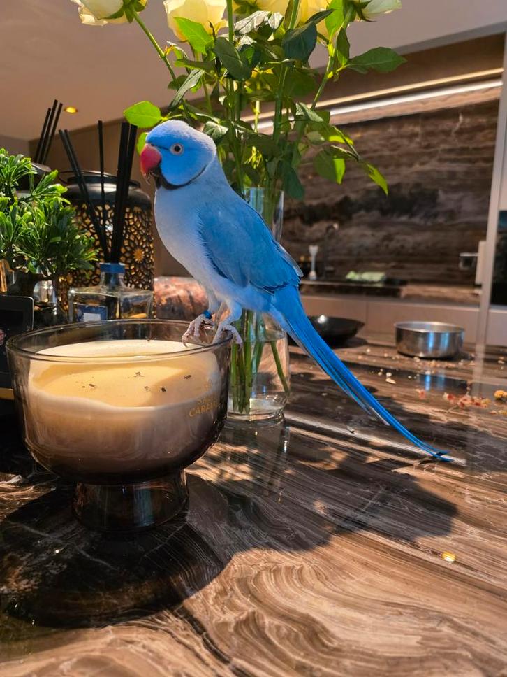 Mooie pratende halsbandparkiet ( lees omschrijving!), Dieren en Toebehoren, Vogels | Parkieten en Papegaaien, Parkiet, Mannelijk