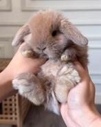 ❤LIEVE MINI LOP KONIJNTJES TAM, ZINDELIJK & SPEELSE KNUFFELS, Dieren en Toebehoren, Konijnen, Meerdere dieren, Dwerg, Hangoor