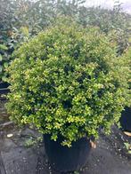 Bol Ilex (soort buxus bol) SUPER mooie bollen 50cm nu €39,95, Vaste plant, Bloeit niet, Halfschaduw, Ophalen