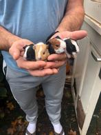 Jonge cavia’s, deze week geboren, zeugjes en beertjes., Dieren en Toebehoren, Knaagdieren, Cavia, Meerdere dieren, Tam, Oktober