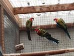 Meerdere  Rosellas, Dieren en Toebehoren, Vogels | Parkieten en Papegaaien, Meerdere dieren, Parkiet