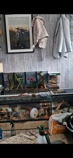 Mooi insecten terrarium
