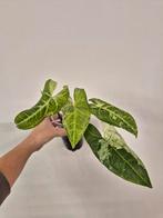 Syngonium Batik Variegata, Ophalen of Verzenden, Halfschaduw, Minder dan 100 cm