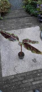Musa Zebrina...., Ophalen, Overige soorten, Volle zon
