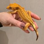 Crestedgekko, wimpergekko, Correlophus
ciliatus, Dieren en Toebehoren, Hagedis, 0 tot 2 jaar