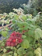 Japanse wijnbes (Rubus phoenicolasius), Tuin en Terras, Ophalen of Verzenden, Overige soorten
