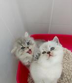 Britse korthaar, Meerdere dieren, Ontwormd, 0 tot 2 jaar