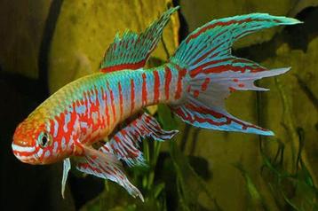 Nieuw binnen!!! fundulopanchax sjoestedti!!! beschikbaar voor biedingen