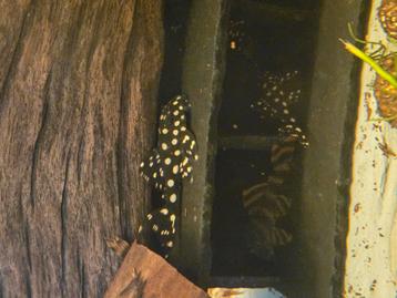 l201 contradens jongen beschikbaar voor biedingen