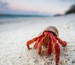 Gezocht !!! Land heremiet kreeft, Dieren en Toebehoren, Overige Dieren, Januari, Meerdere dieren