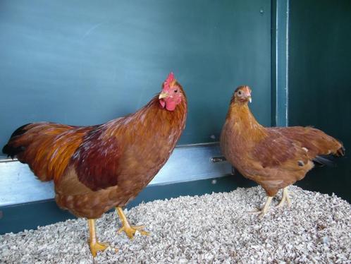 New Hampshire krielen | Goede leggers | Passend advies, Dieren en Toebehoren, Pluimvee, Kip, Meerdere dieren