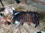 Oussant ram, Dieren en Toebehoren, Schapen, Geiten en Varkens, Mannelijk, Schaap
