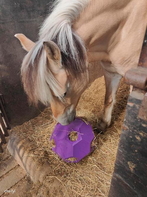 Lease pony/ lease paard, Dieren en Toebehoren, Paarden en Pony's | Overige Paardenspullen, Ophalen