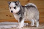 Schitterende raszuivere Pomsky reutjes blauwe oogjes, Overige rassen, 8 tot 15 weken, Meerdere, Meerdere dieren