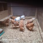 Wyandotte henne, Dieren en Toebehoren, Pluimvee