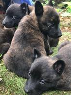 Hollandse herder pups FCI stamboom, CDV (hondenziekte), Meerdere, 8 tot 15 weken, Meerdere dieren