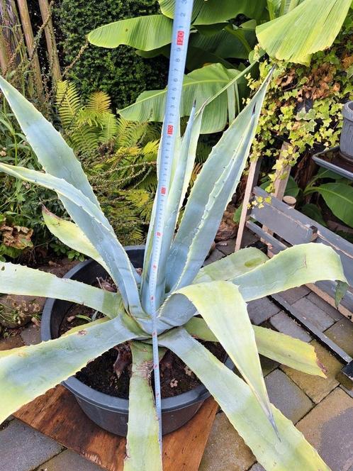 2 Franse Agaves, volwassen,  15 jr oud, Tuin en Terras, Planten | Tuinplanten, Vaste plant, Overige soorten, Volle zon, Zomer