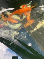 Koi karpers, Dieren en Toebehoren, Vissen | Vijvervissen, Karper of Koi