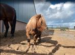 Shetlander stalling aangeboden, Stalling, 1 paard of pony