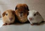 Twee lieve baby cavia's, samen voor €30,-, Dieren en Toebehoren, Knaagdieren, Juni, Mannelijk, Cavia