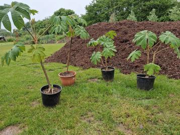 Hele grote onbespoten bio Tetrapanax Zaltbommel, bieden beschikbaar voor biedingen