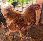 Isa Brown leghennen, Dieren en Toebehoren, Vrouwelijk, Kip