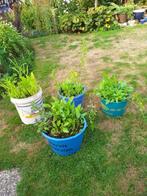 vijver waterplanten in emmers vaste planten in potten, Tuin en Terras, Vijvers, Ophalen, Gebruikt