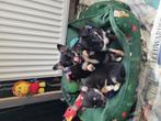We hebben 4 mooie kleine Chihauhau pupjes, Dieren en Toebehoren, Honden | Chihuahua's en Gezelschapshonden, 8 tot 15 weken, HCC (leverziekte)