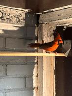 Kardinaal man, Dieren en Toebehoren, Vogels | Overige Vogels, Mannelijk, Tropenvogel, Geringd