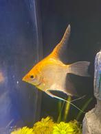 Grote maanvis, Dieren en Toebehoren, Vis