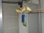 gele kanaries, Dieren en Toebehoren, Vogels | Kanaries, Meerdere dieren, Kleurkanarie