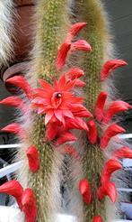 Monkey tail cactus - apenstaart Hildewintera colademononis, Ophalen of Verzenden, Cactus, Volle zon, Minder dan 100 cm