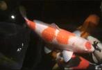 5 topkoi waarronder de meeste met certificaat, Karper of Koi