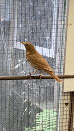 zanglijster pop 2025, Dieren en Toebehoren, Vrouwelijk, Wildzangvogel, Geringd
