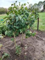 Seringen struik, Overige soorten, Lente, 100 tot 250 cm, Ophalen