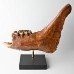 Iers reuzenhert Megaloceros kaak fossiel incl. standaard, Ophalen of Verzenden, Fossiel