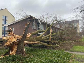 2 gecertificeerde zagers helpen gratis bij stormschade  beschikbaar voor biedingen