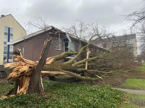 2 gecertificeerde zagers helpen gratis bij stormschade, Diensten en Vakmensen, Tuinmannen en Stratenmakers