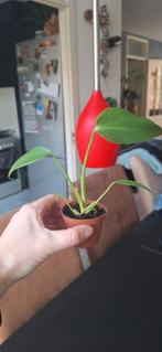 Philodendron burle marx flame, Huis en Inrichting, Kamerplanten, Ophalen of Verzenden