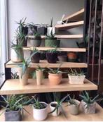 De stekjes zonder of in de pot bloempotten diverse maten, Huis en Inrichting, Vetplant, In pot, Minder dan 100 cm, Bloeiende kamerplant