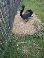 broedeieren zwarte zwaan, Dieren en Toebehoren, Pluimvee, Geslacht onbekend, Kip