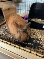 Konijntje inclusief alles, Dieren en Toebehoren, Konijnen, Mannelijk, Klein, 0 tot 2 jaar