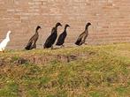 Loopeenden, Dieren en Toebehoren, Meerdere dieren, Eend