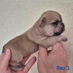 Franse bulldog pups, Dieren en Toebehoren, Honden | Bulldogs, Pinschers en Molossers, CDV (hondenziekte), 8 tot 15 weken, Bulldog