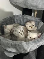 Britse korthaar kittens 8 weken oud, Dieren en Toebehoren, Katten en Kittens | Overige Katten, Meerdere dieren, Kortharig, 0 tot 2 jaar