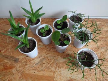stekken ALWORTHIA BLACK GEM pannenkoekplant KORAALCACTUS beschikbaar voor biedingen