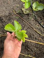 Aardbeien plantjes, Tuin en Terras, Planten | Tuinplanten, Ophalen of Verzenden, Zomer, Volle zon